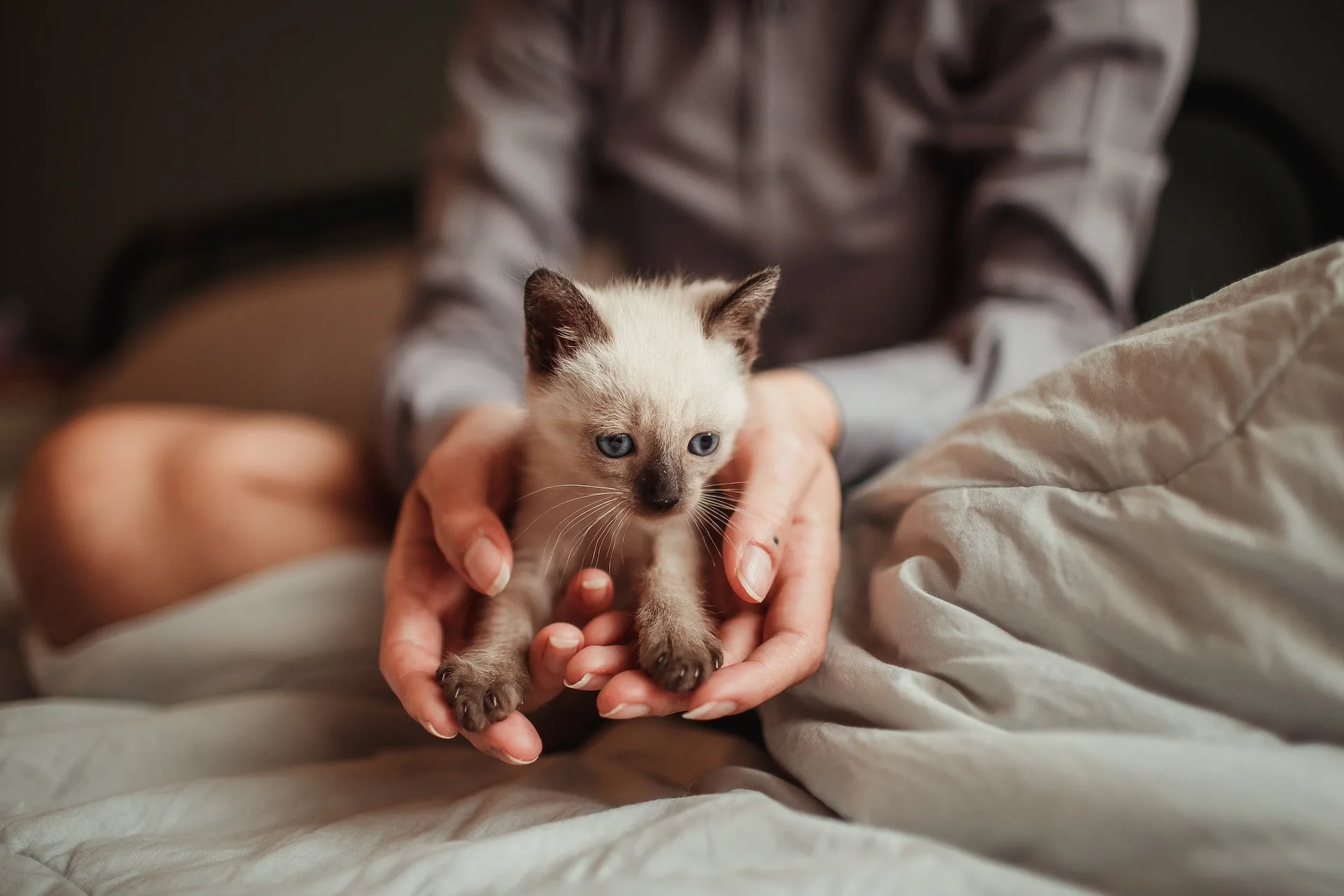 A tiny Siamese kitten held gently in two hands