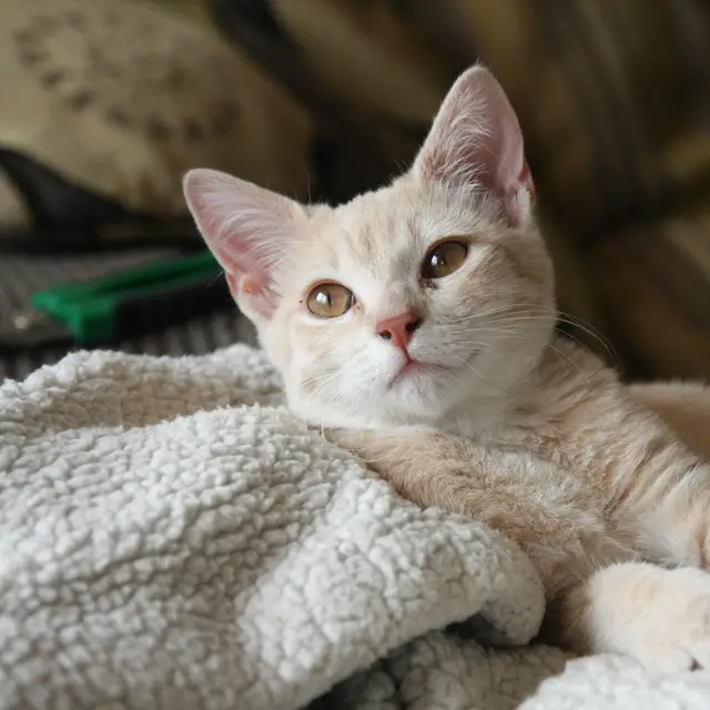 A cream kitten relaxing on a soft blanket