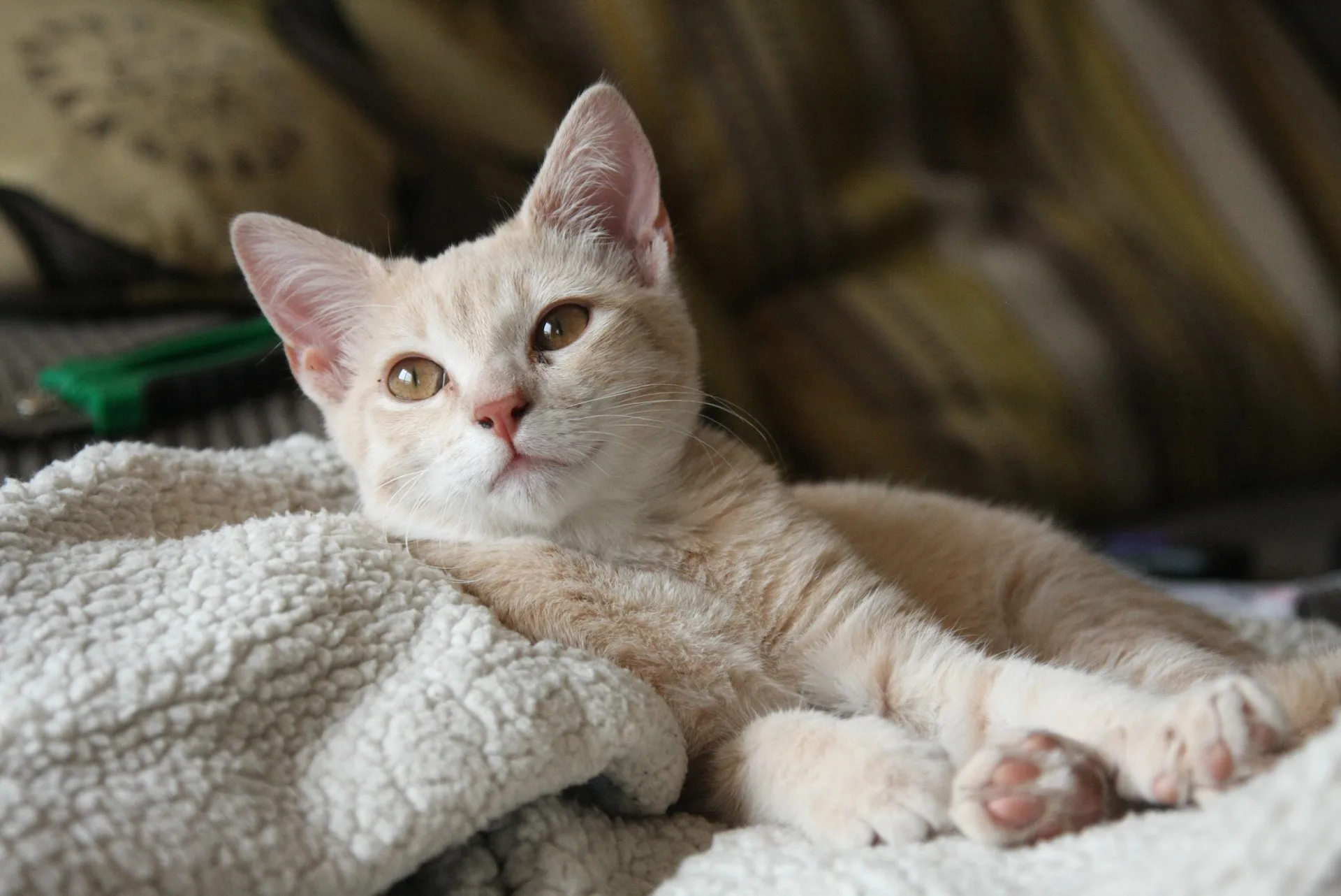 A cream kitten relaxing, ready for its journey