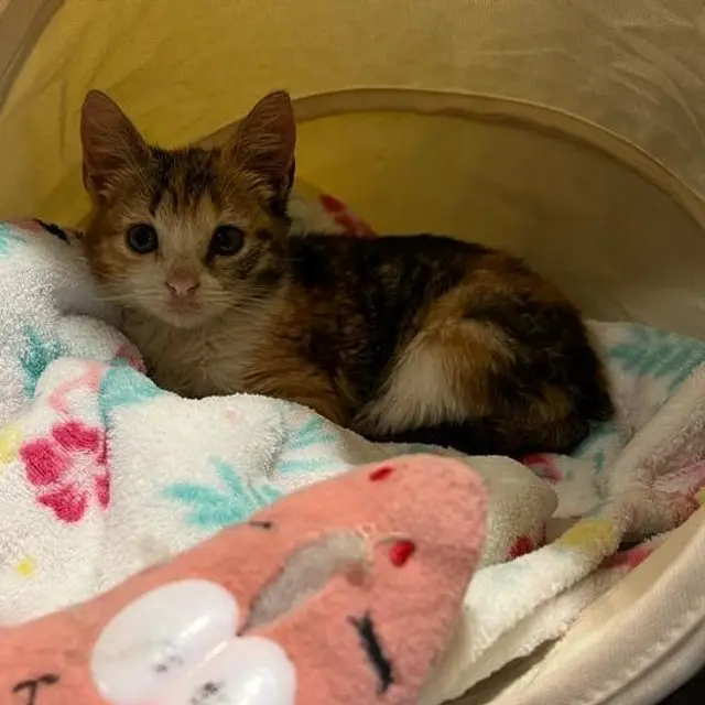A tabby cat tucked into a cozy hideaway