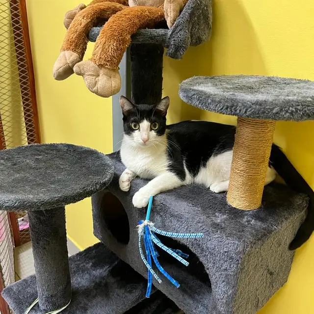 A kitten snuggled up with a plush friend