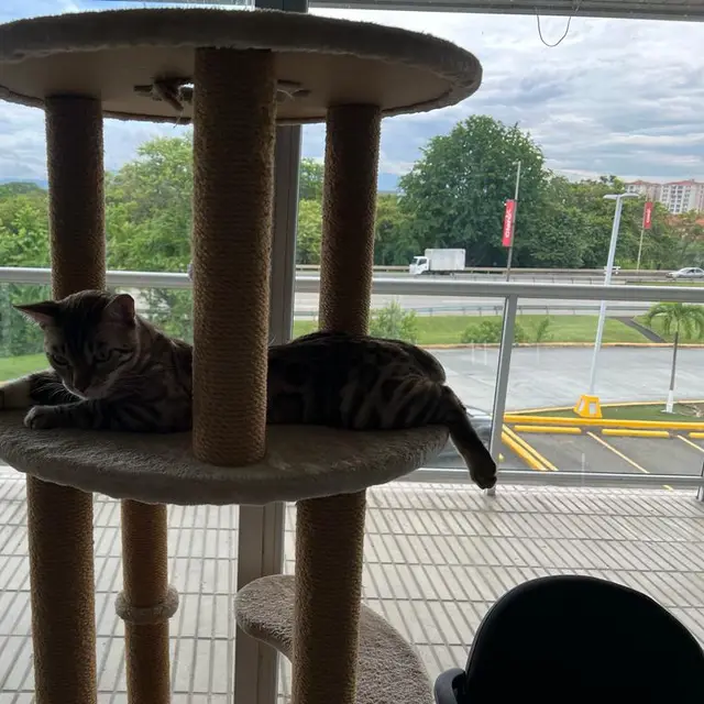 A happy cat at the cattery