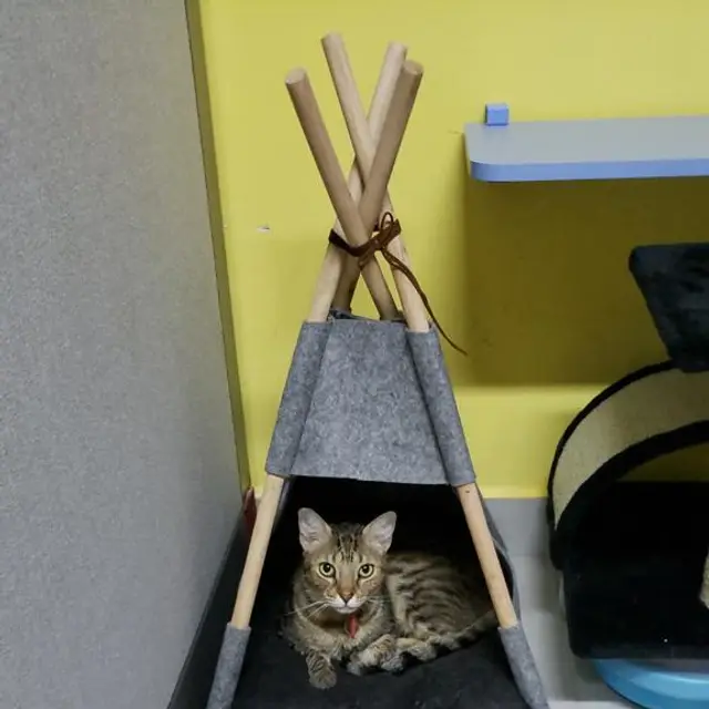 A feline guest at VIP Vacation Kitty Kennels