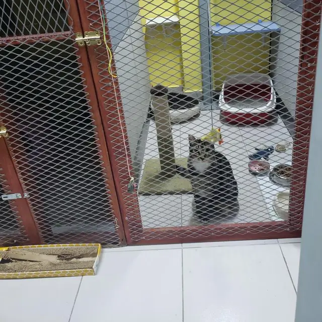 A cat lounging by the big windows