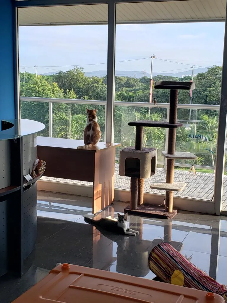 A guest lounging on a tall climbing tower beside the city-view windows