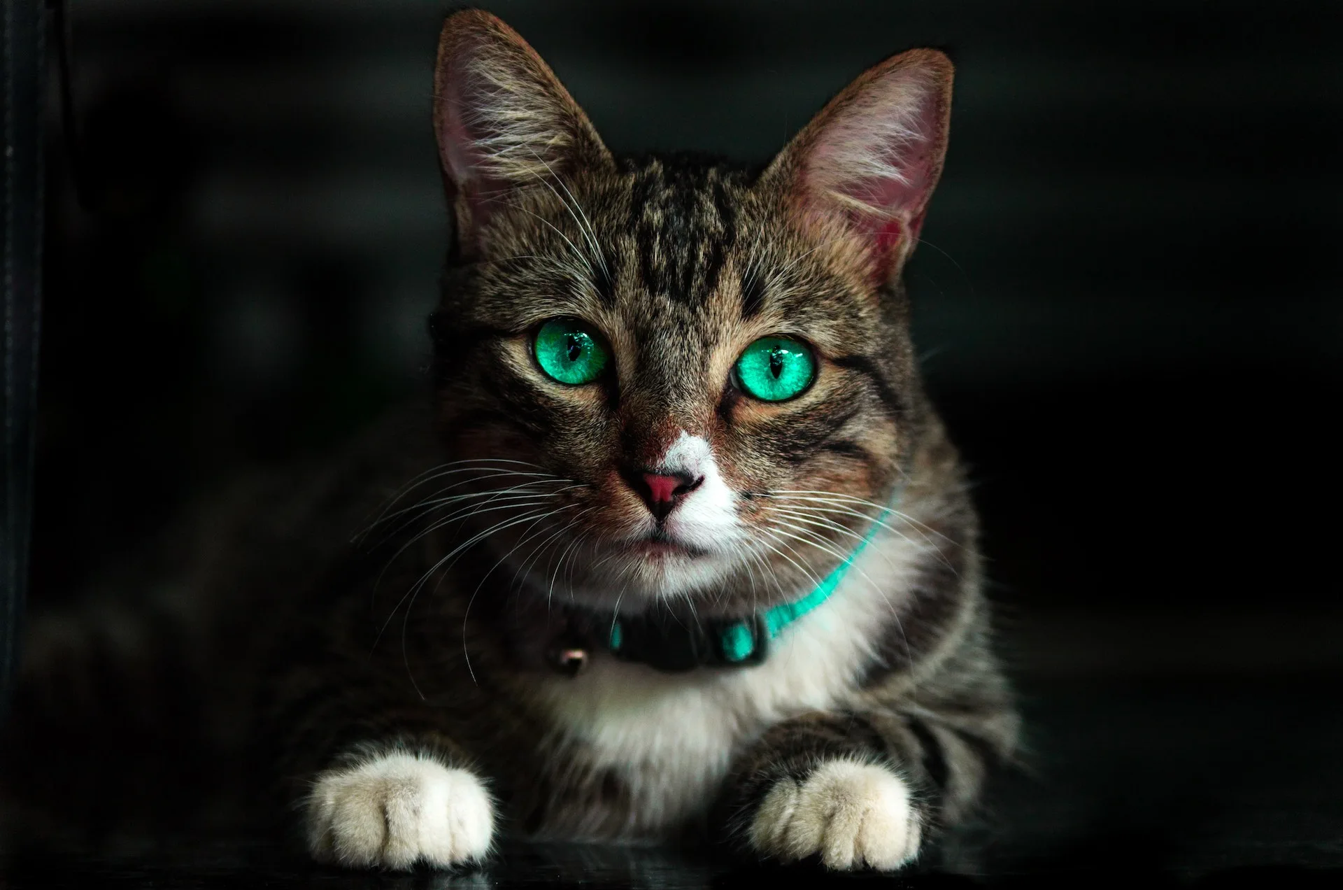 A green-eyed cat resting calmly at VIP Vacation Kitty Kennels