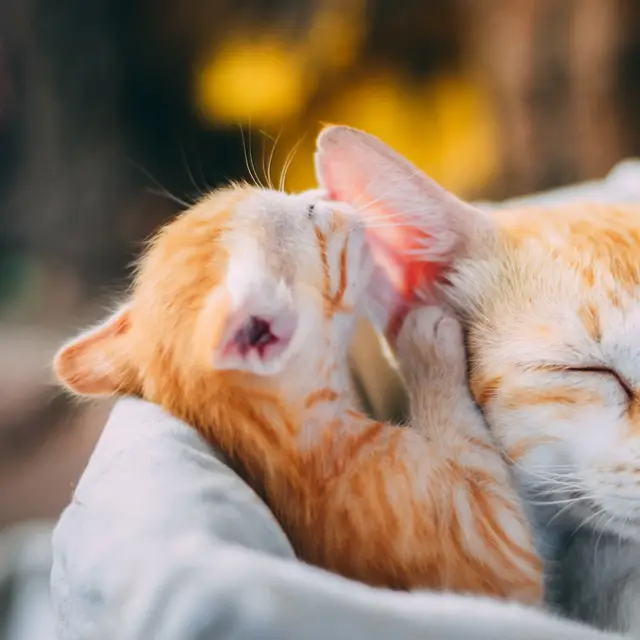 Two ginger cats curled up together