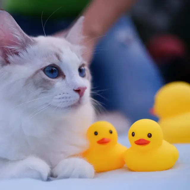 A white cat playing with toys