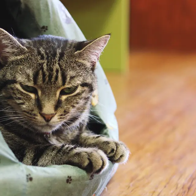 A tabby cat snug in a tee-pee hideaway