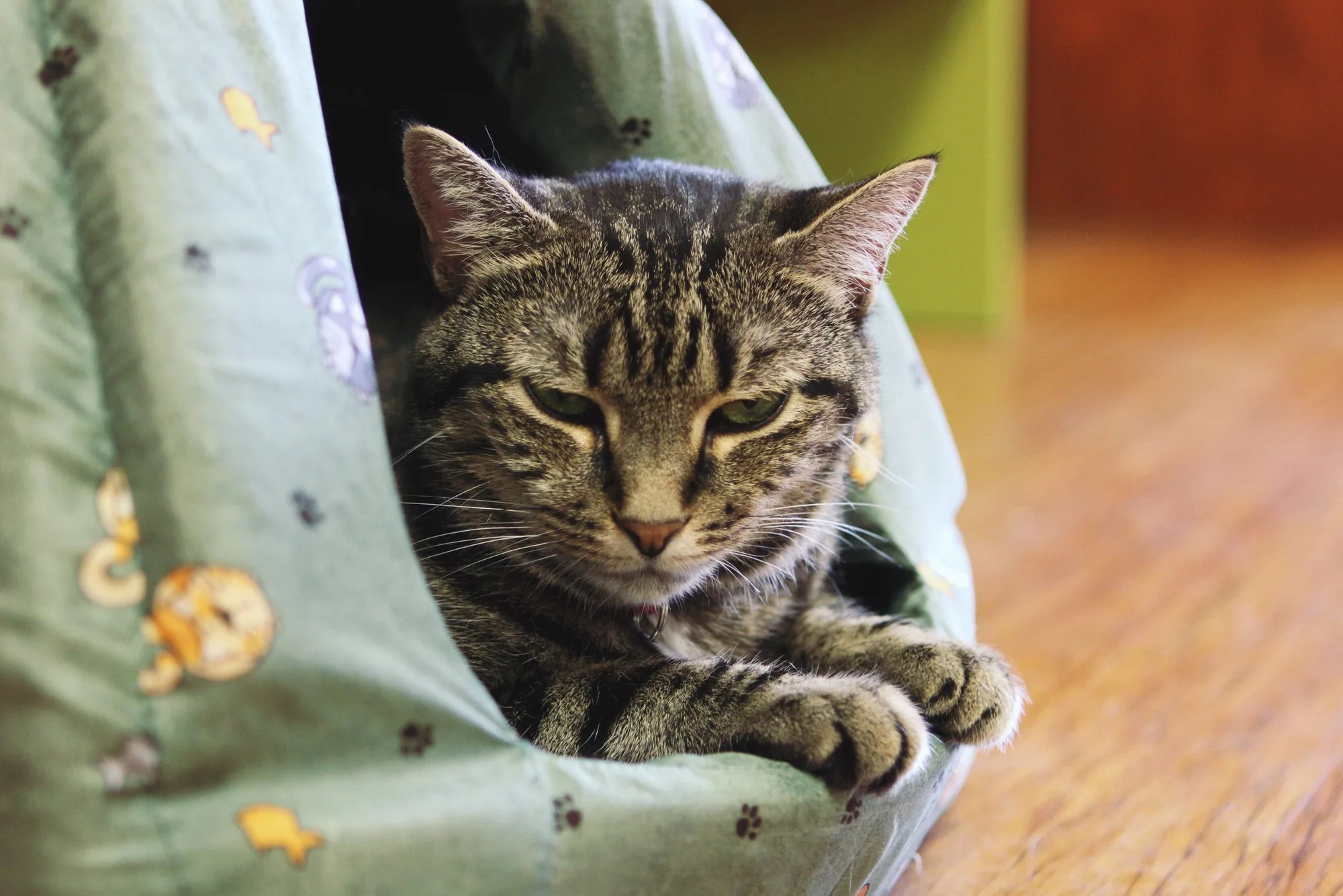 A tabby cat snug in a fabric tee-pee hideaway